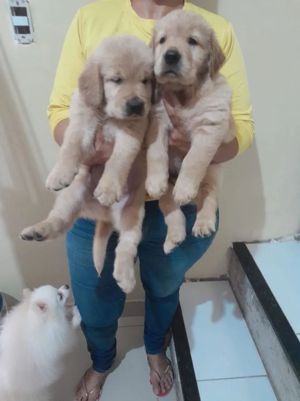 Golden Retriever  - Foto 2