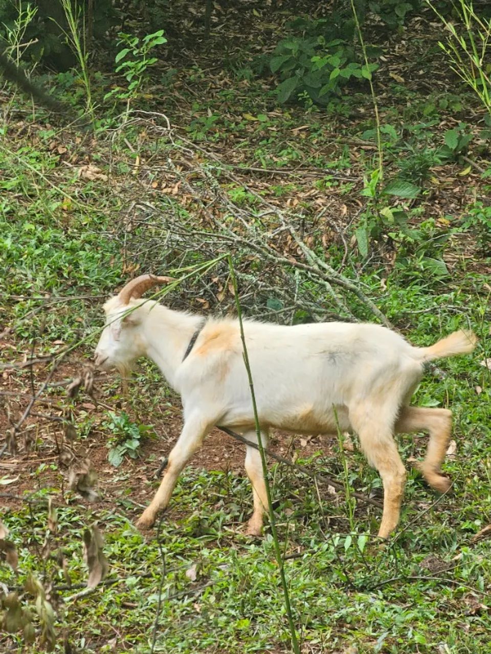 Cabrito Bode - Foto 2