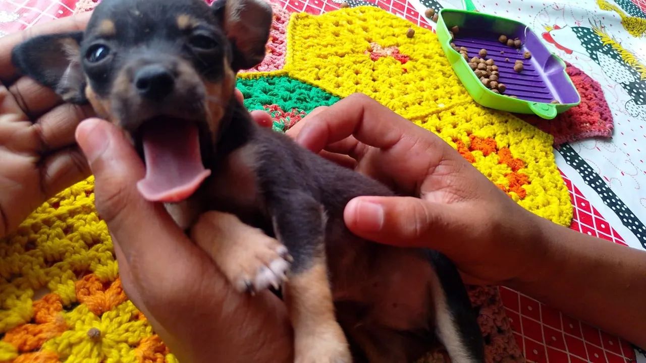 Cachorro Pinscher  - Foto 4