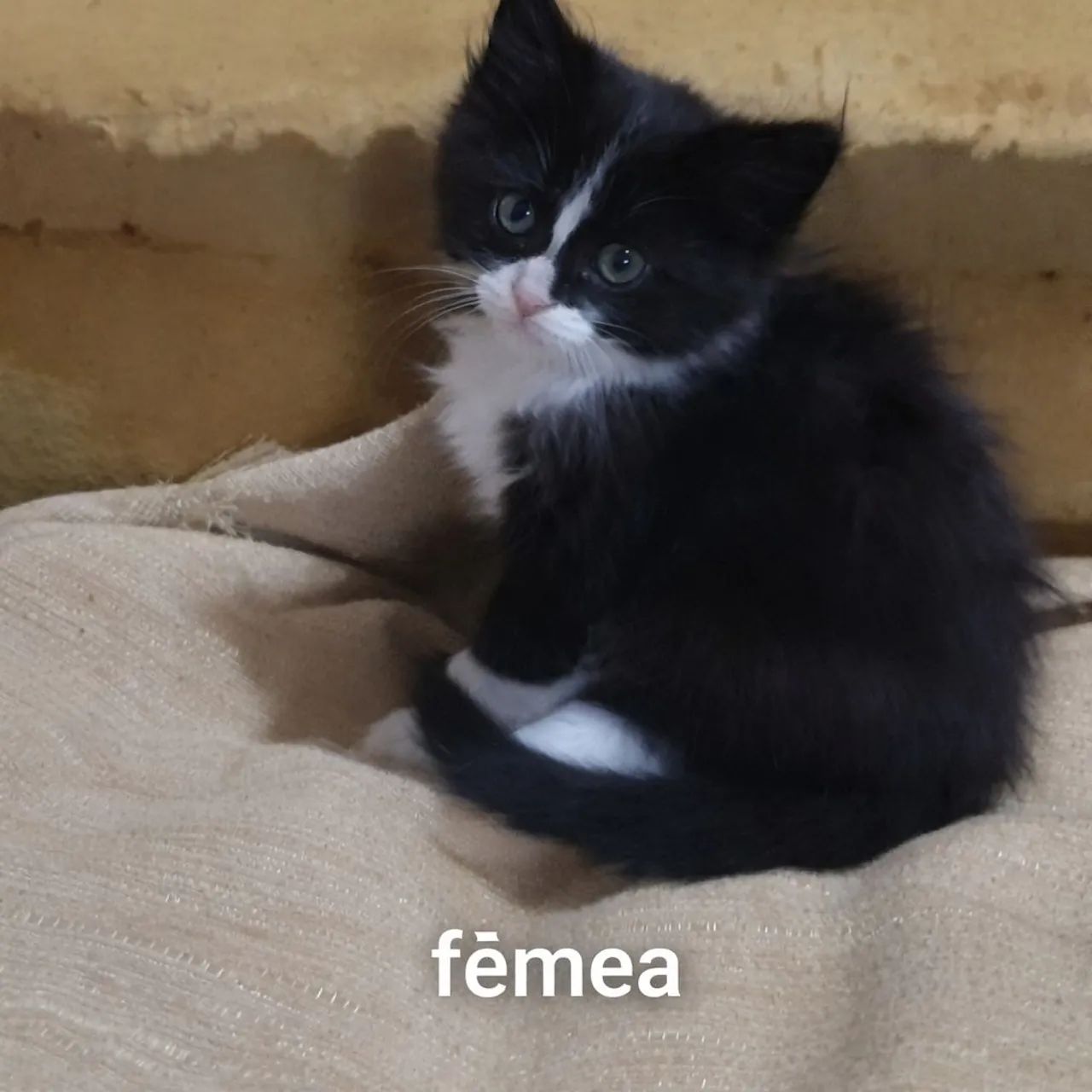 Doando 4 gatinhos com 2 mês 