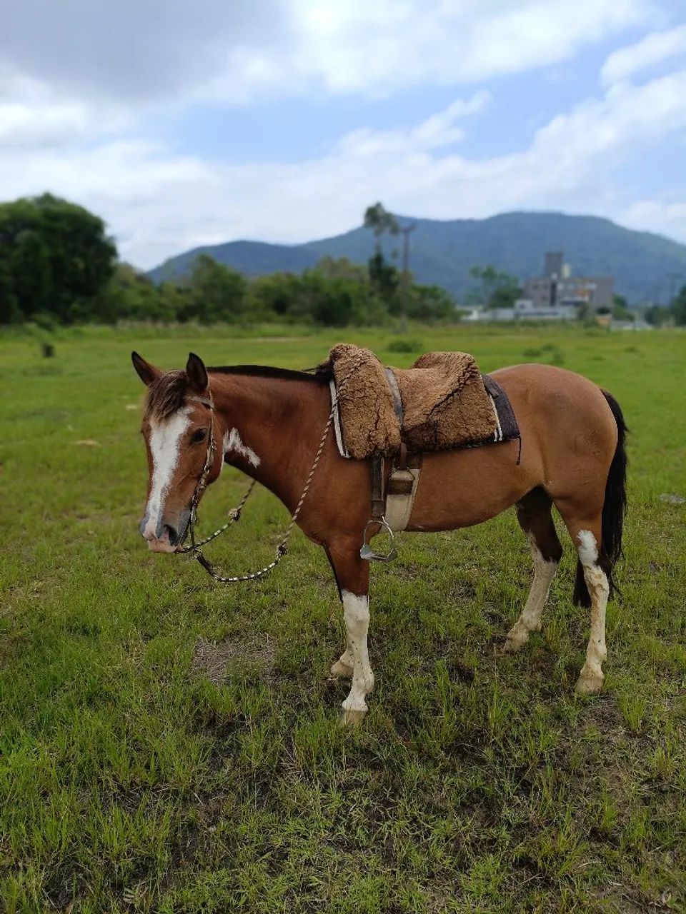 Égua 