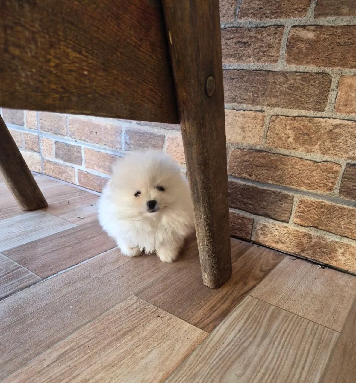 Lulu da Pomerânia! - Foto 6