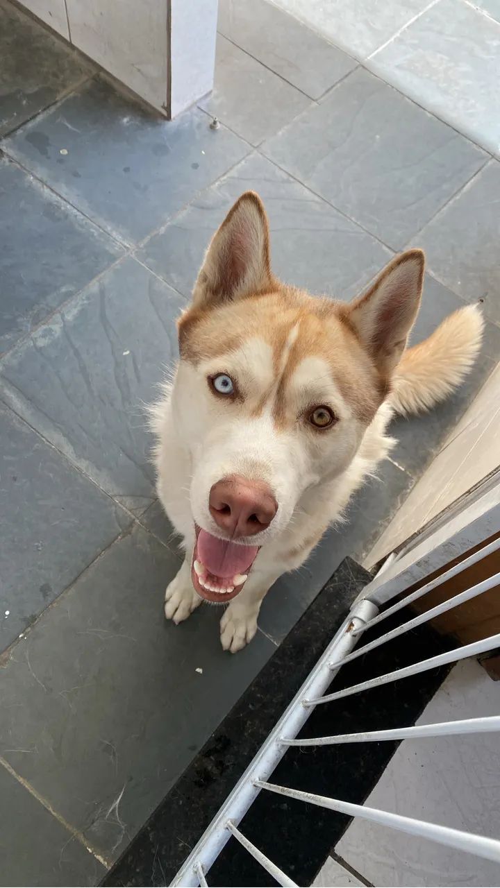 Husky Siberiano