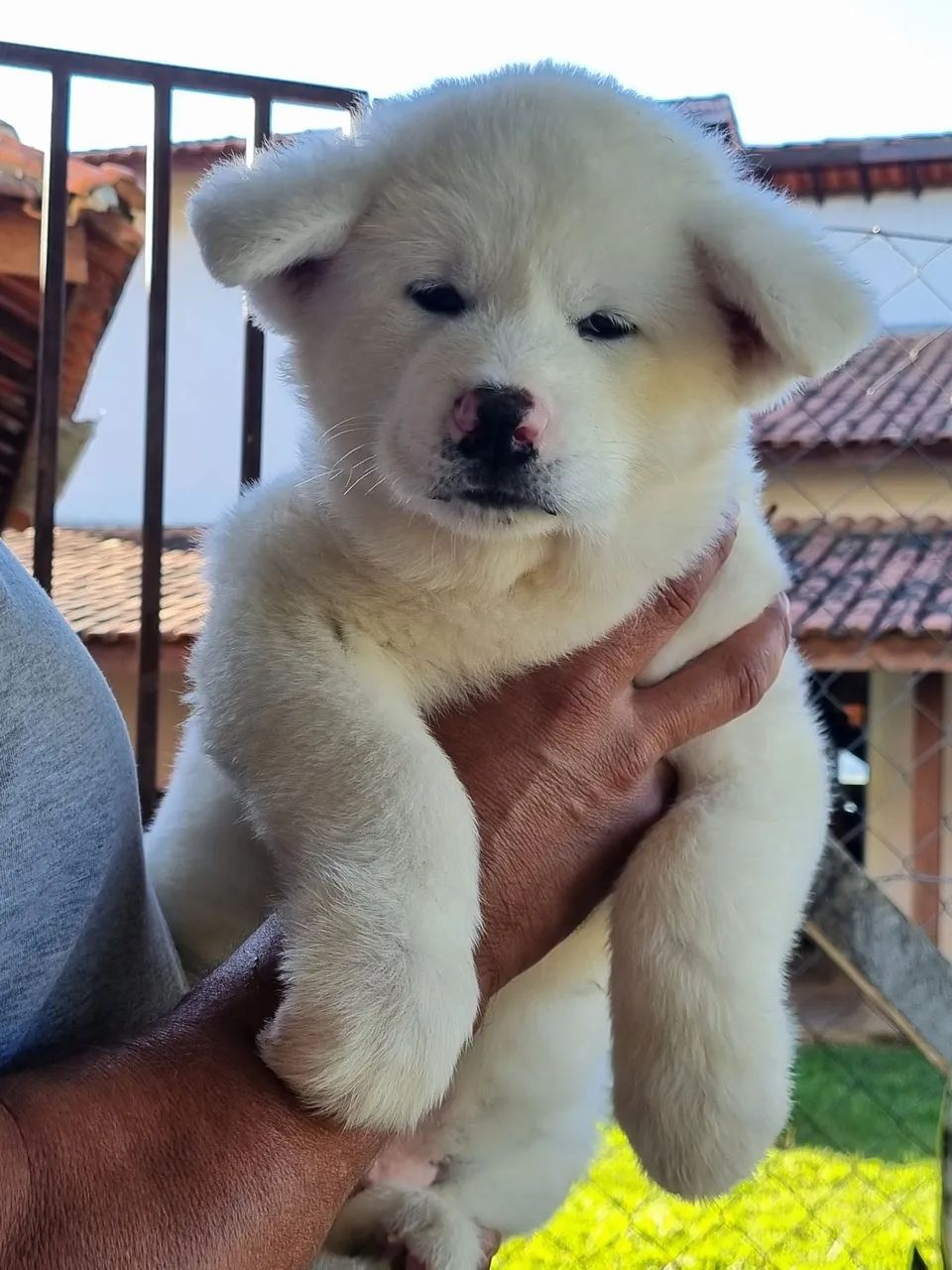 Akita Inu- Padrão Excepcional da Raça 