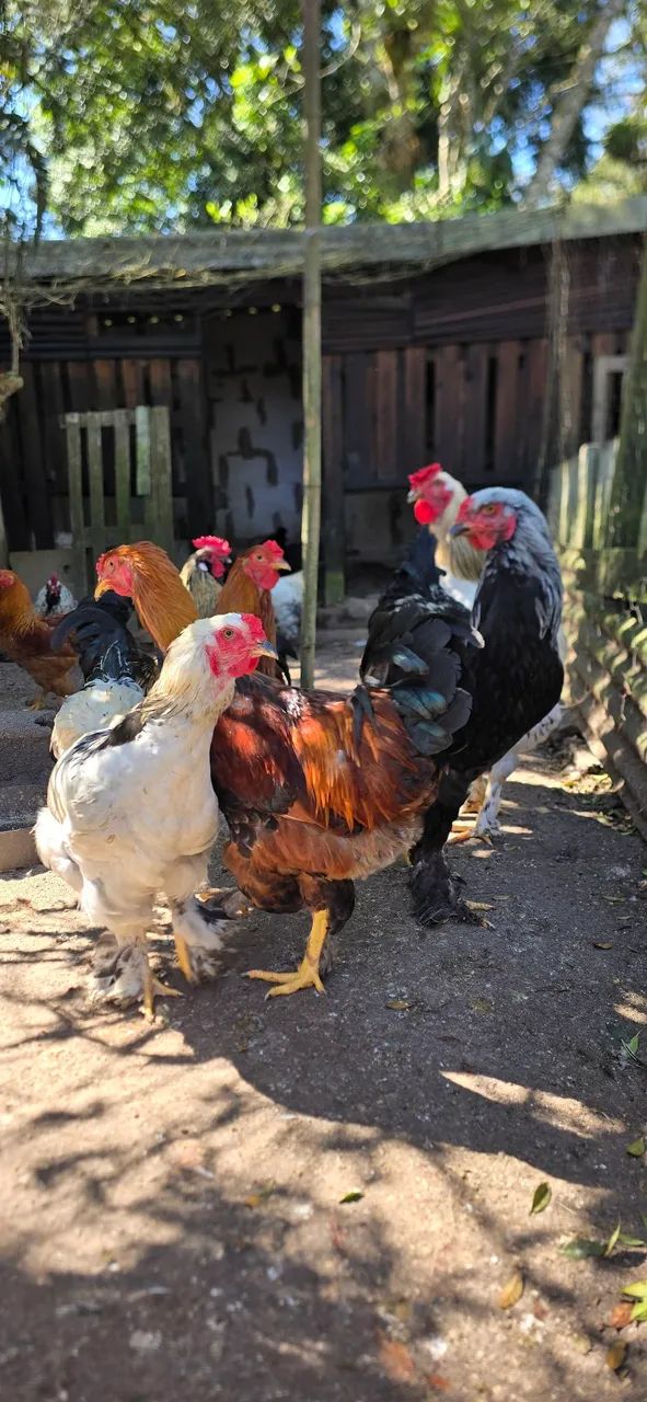 Galos diversos. ? - Foto 3