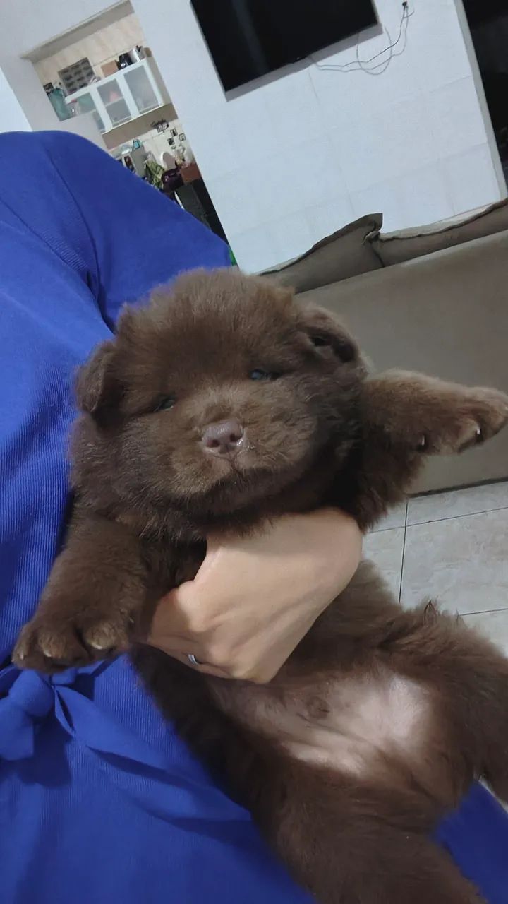Chow Chow  - Foto 2