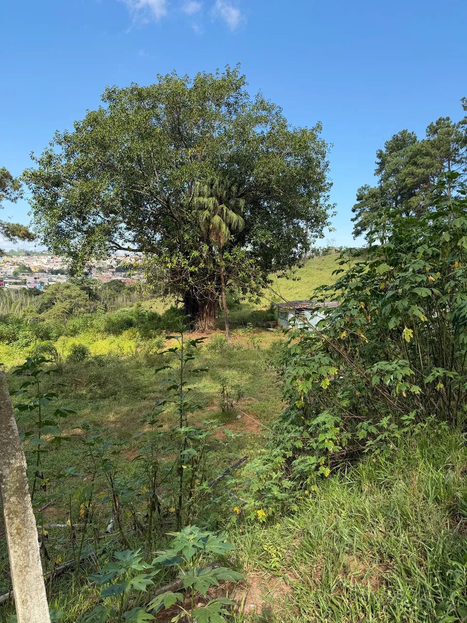 Terreno de 1.000 para chácara 