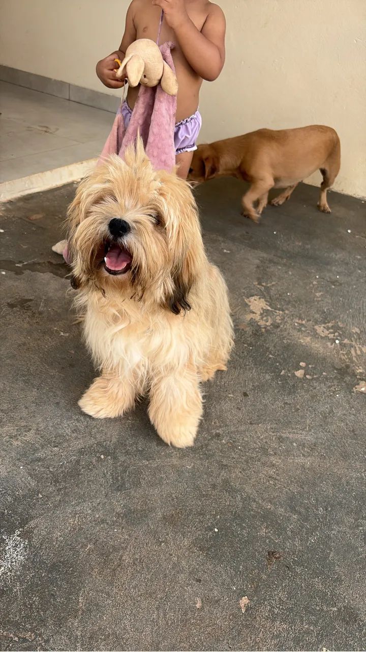 Lhasa apso