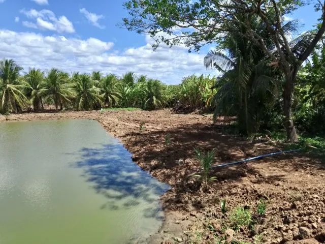 Lindo Sítio Produtivo de 30.000m2 no Centro de Pentecoste - Foto 4