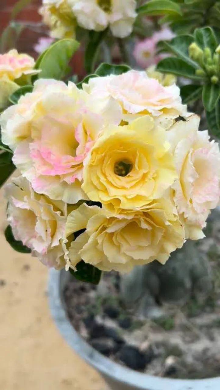 Rosa do deserto perfumada 