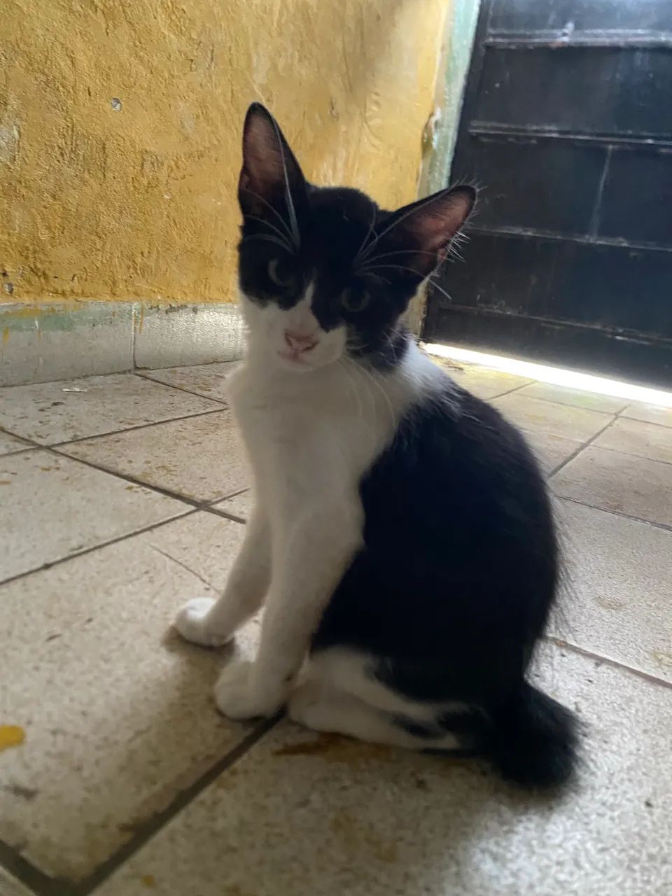 GATINHOS PARA ADOÇÃO  - Foto 4