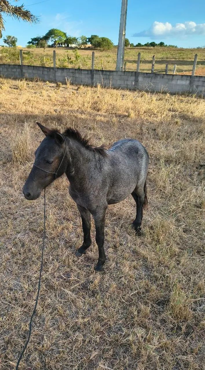 Pônei Rosilho de proto