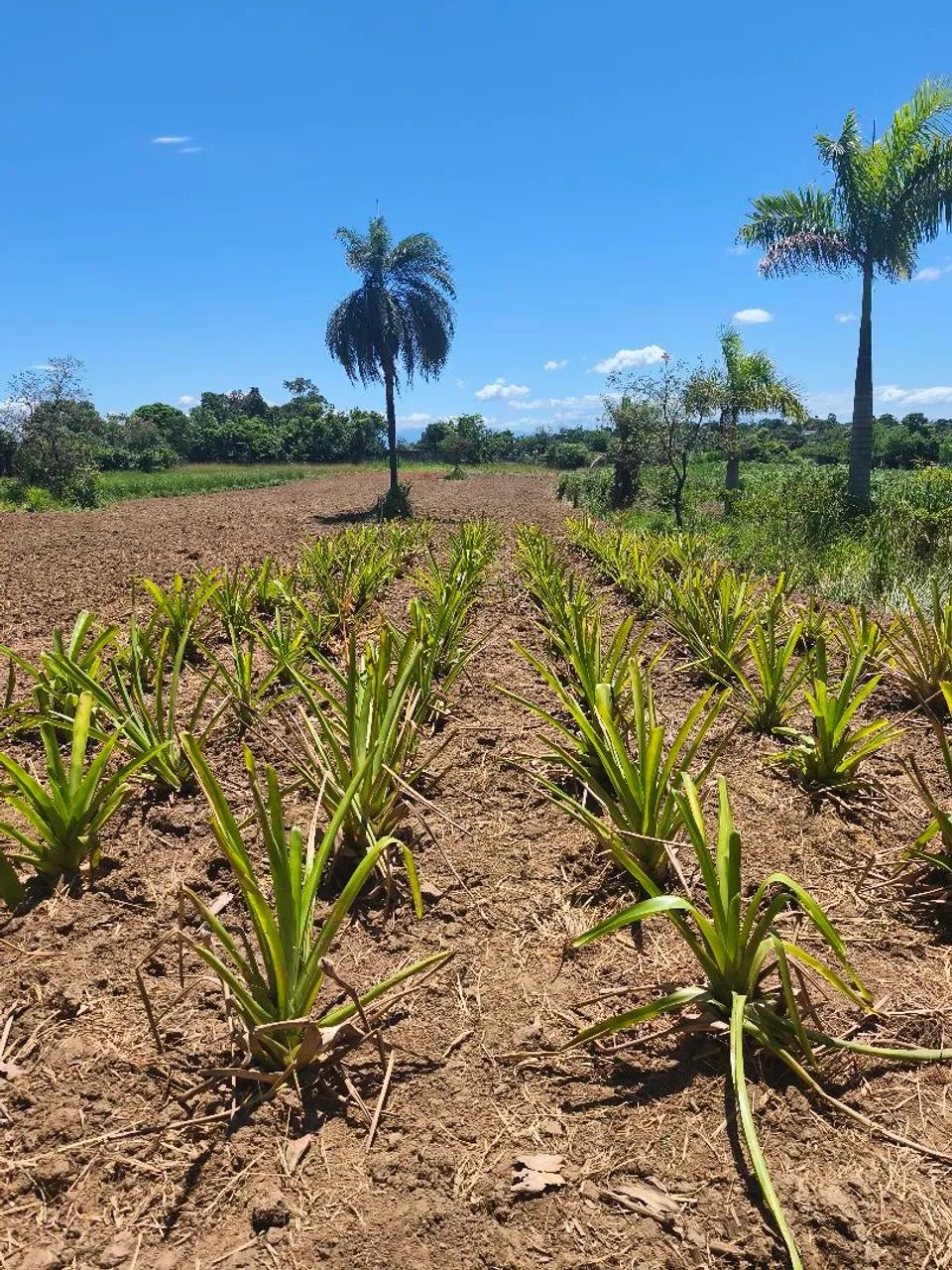 Vaga de Emprego: Produtor de Mudas Experiente - Lagoinha, Nova Iguaçu - RJ