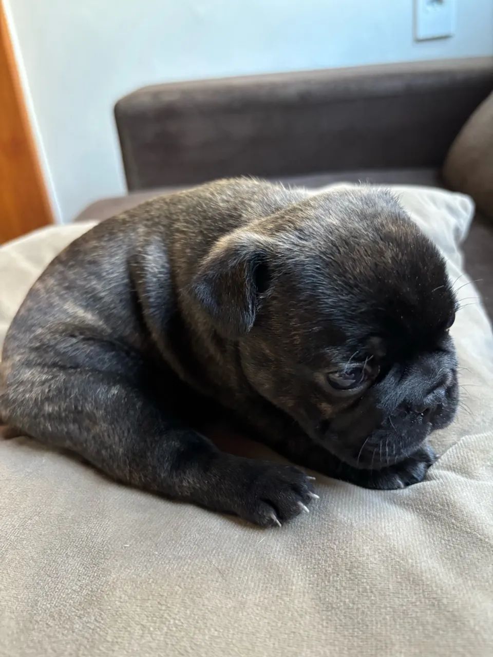 Buldogue francês  - Foto 3