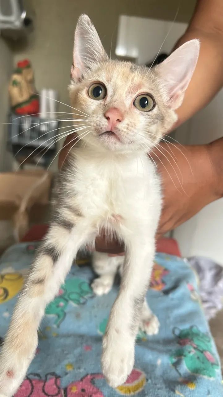 Doa-se gatinha  - Foto 4
