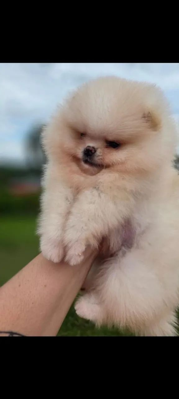 Filhotes de lulu da pomerania anão disponível 