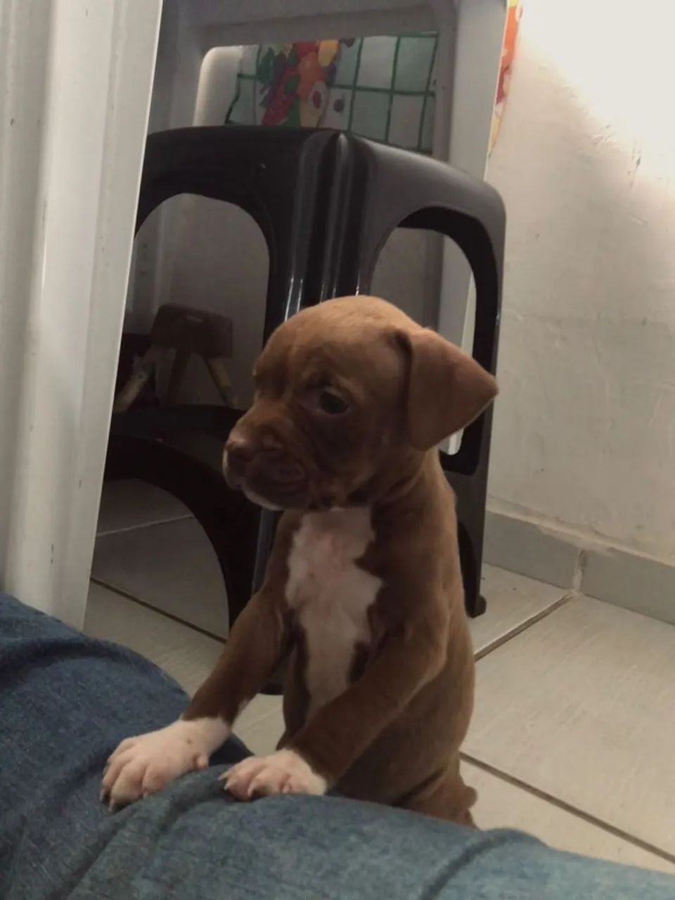 Pitbull Filhote  - Foto 3