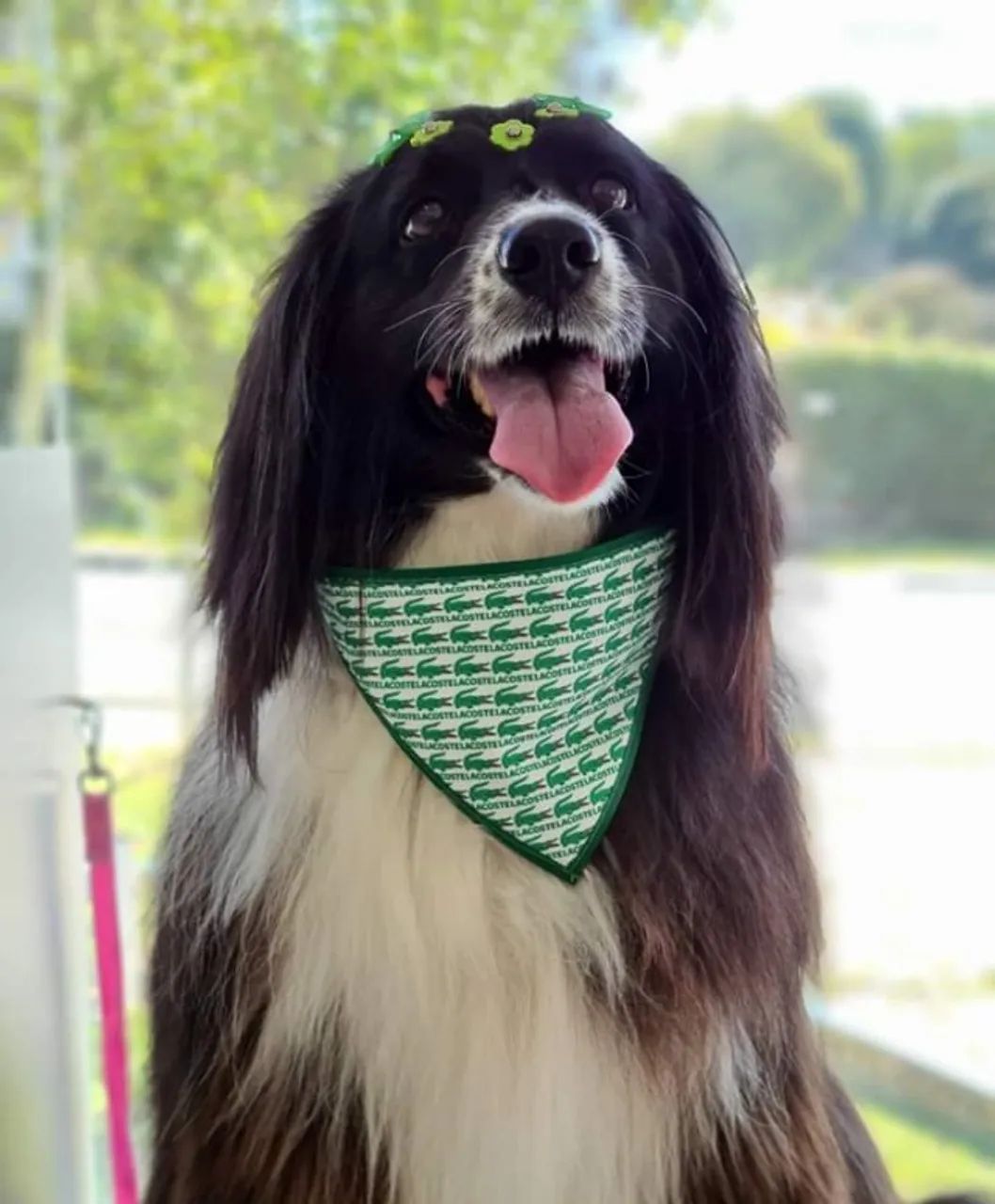 Bandanas Pet para Banho e Tosa Grooming  - Unidade ou Quantidade - Foto 5
