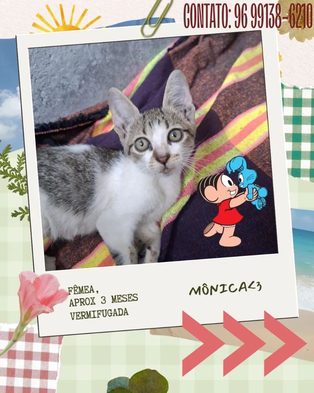 Gatinhos em adoção - Foto 5