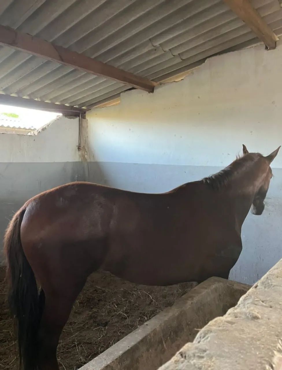 Cavalo - Foto 2