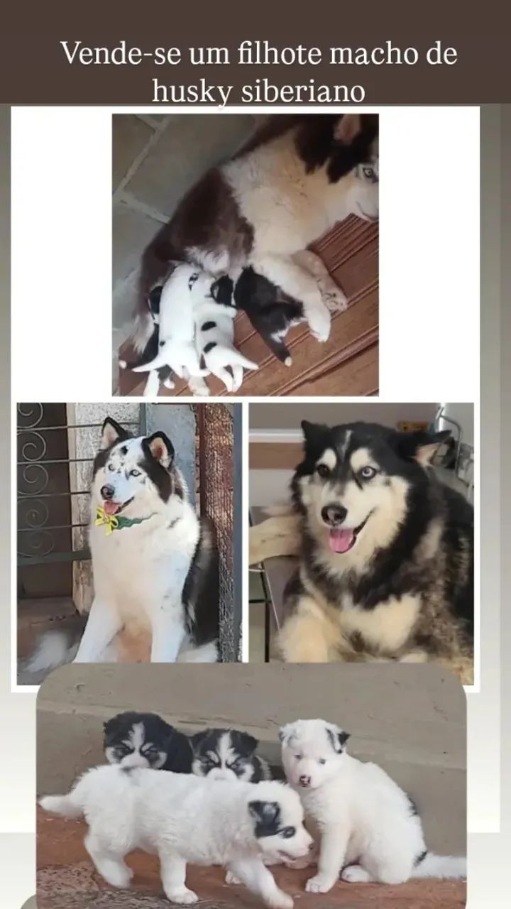 Husky siberiano 