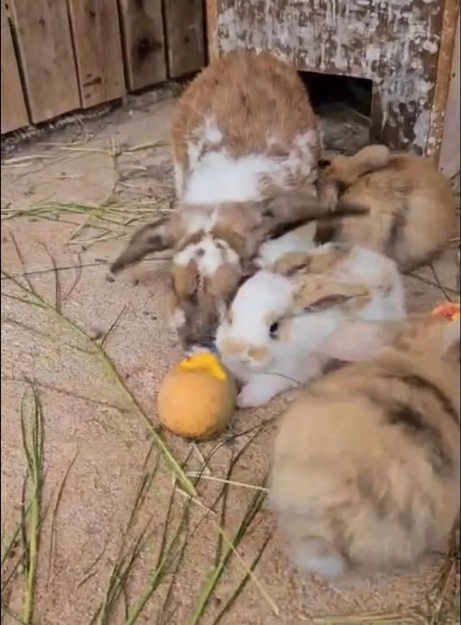 Coelho mini lop  - Foto 4