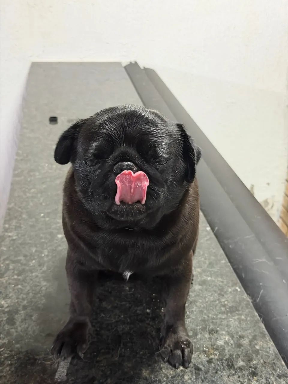 Cachorro  - Foto 2