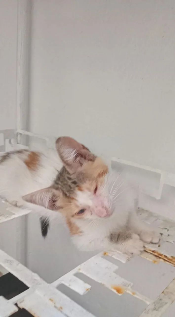 Gatas com 3 meses - Foto 2