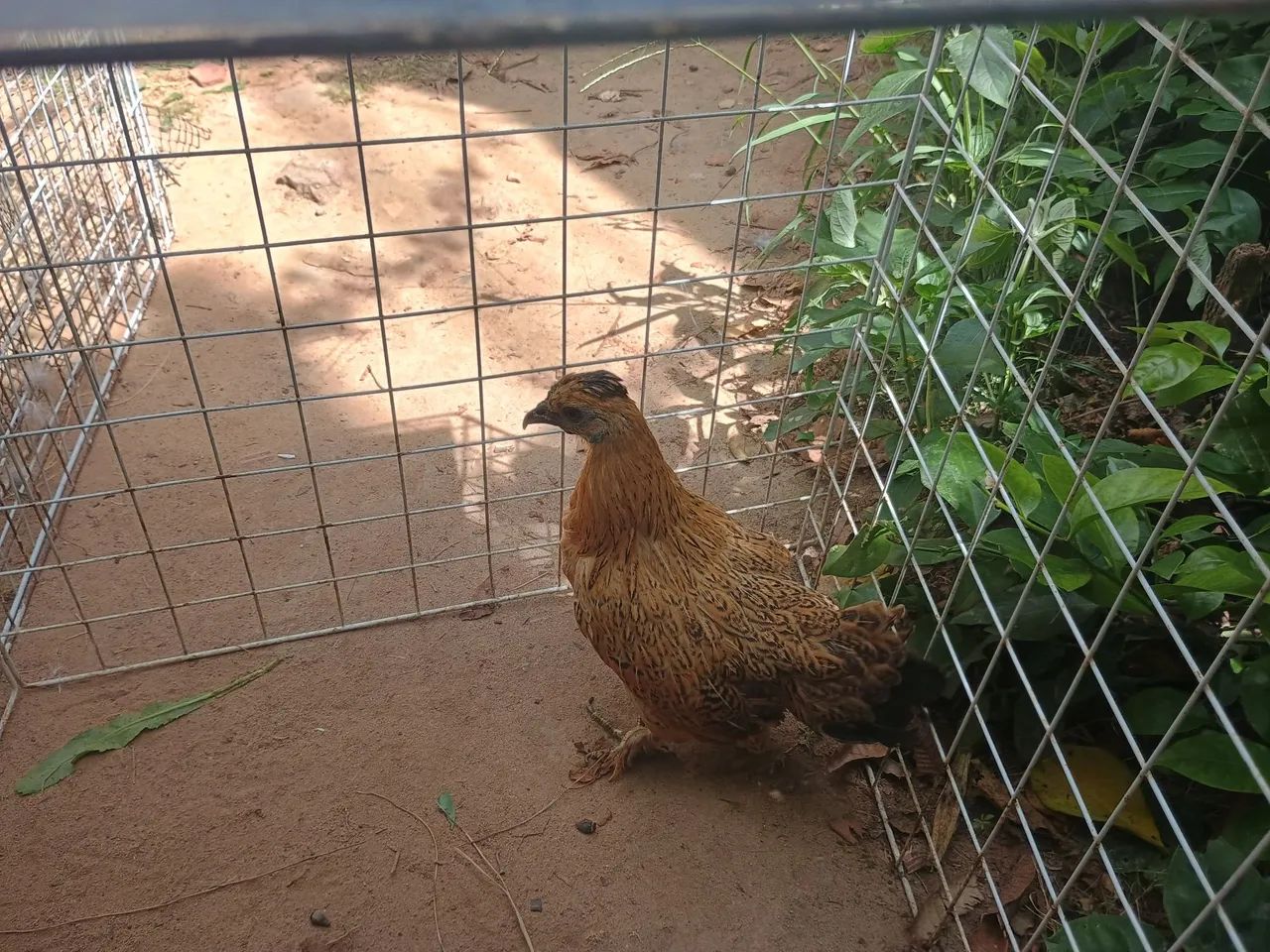 Galinha garnizé R$60,00 única unidade - Foto 4