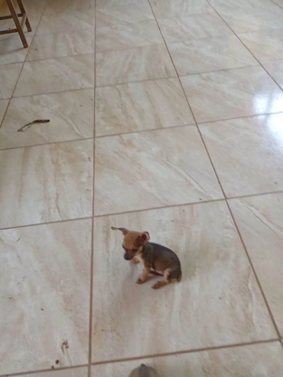 Pincher 