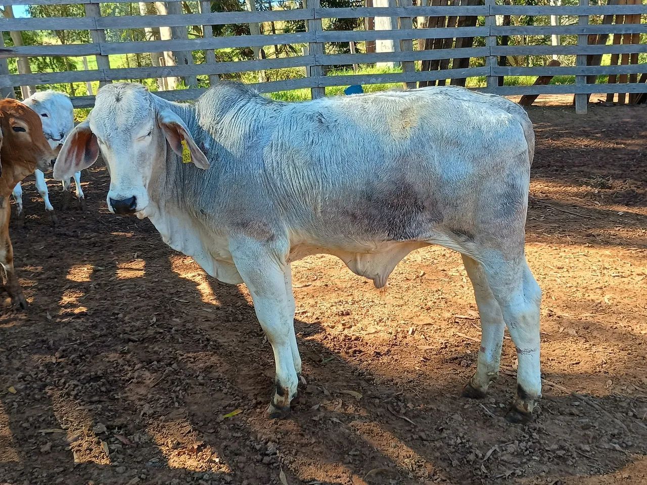 Bezerro Brahman 