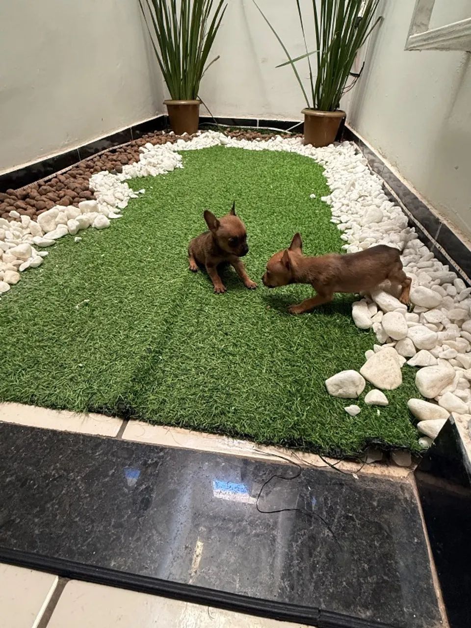 Pinscher fêmea  - Foto 4