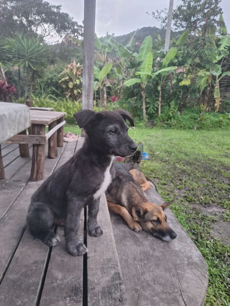 Cachorrinho - Foto 3