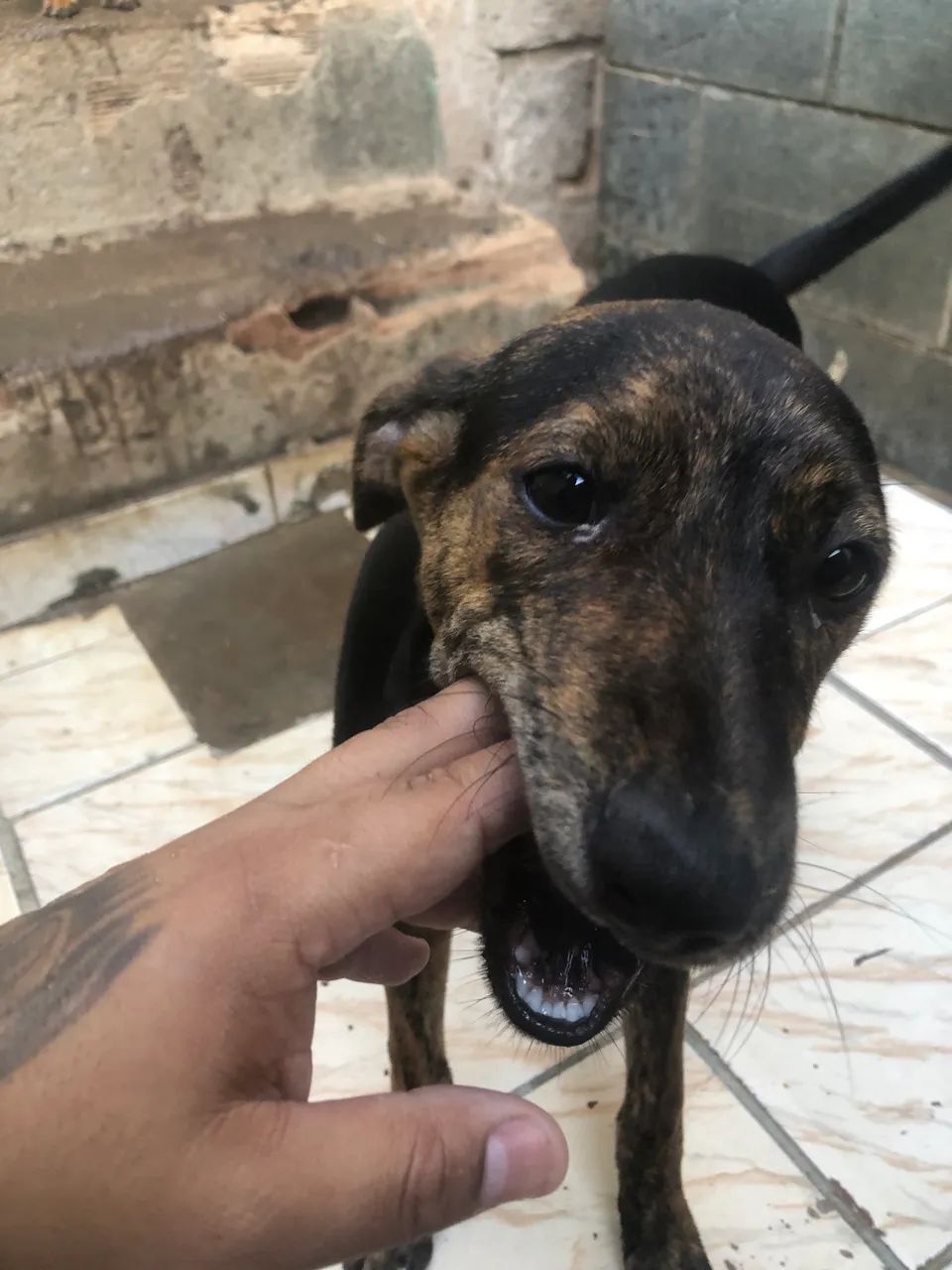 Adoção  - Foto 4