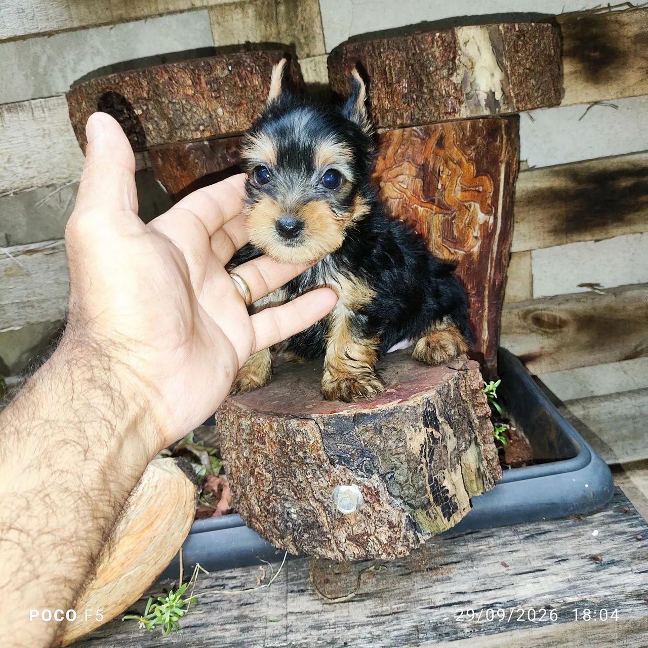 Yorkshire terrier - Foto 3