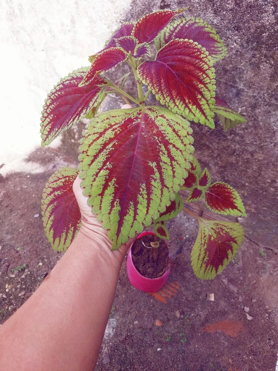 Planta coleus - Foto 3