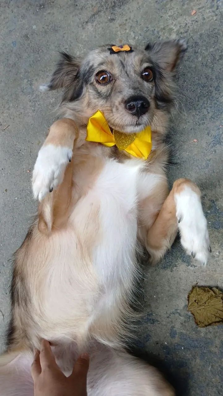 Doação Responsável  - Foto 2