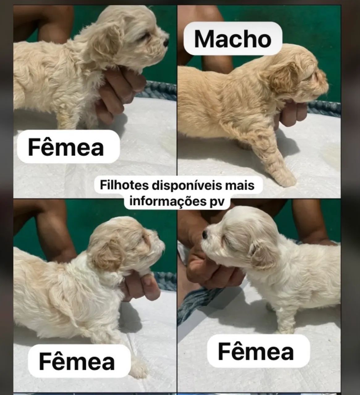 Filhoses disponíveis nº1