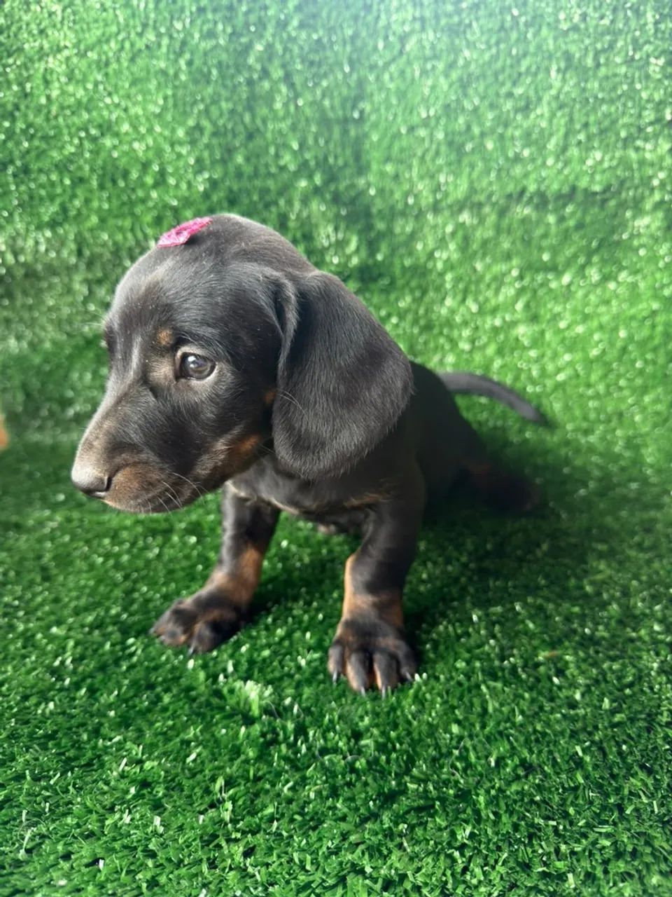 Cachorro salsicha  - Foto 2