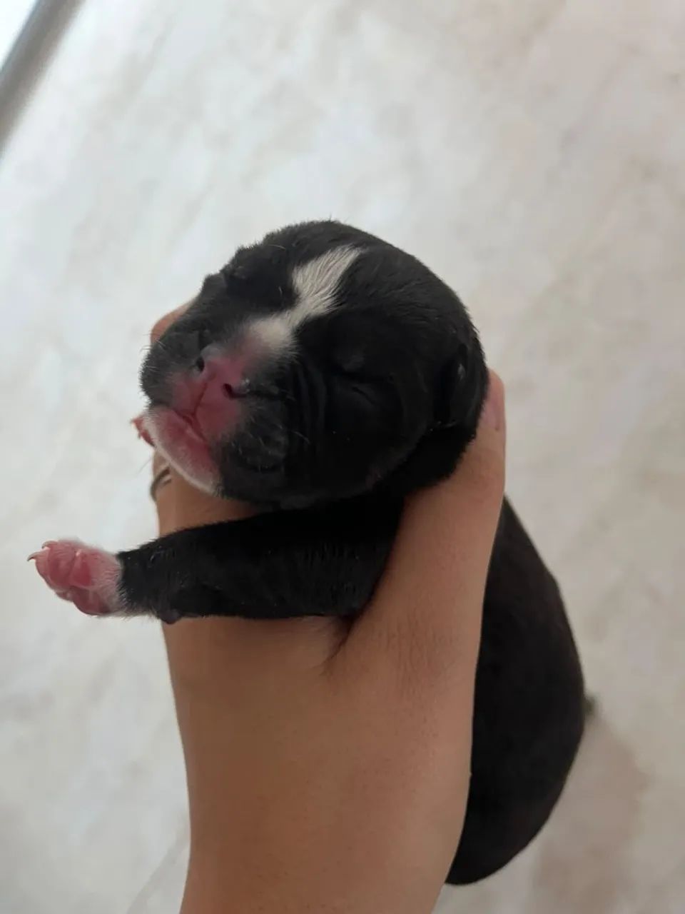 Filhote American Bully Macho  - Foto 4
