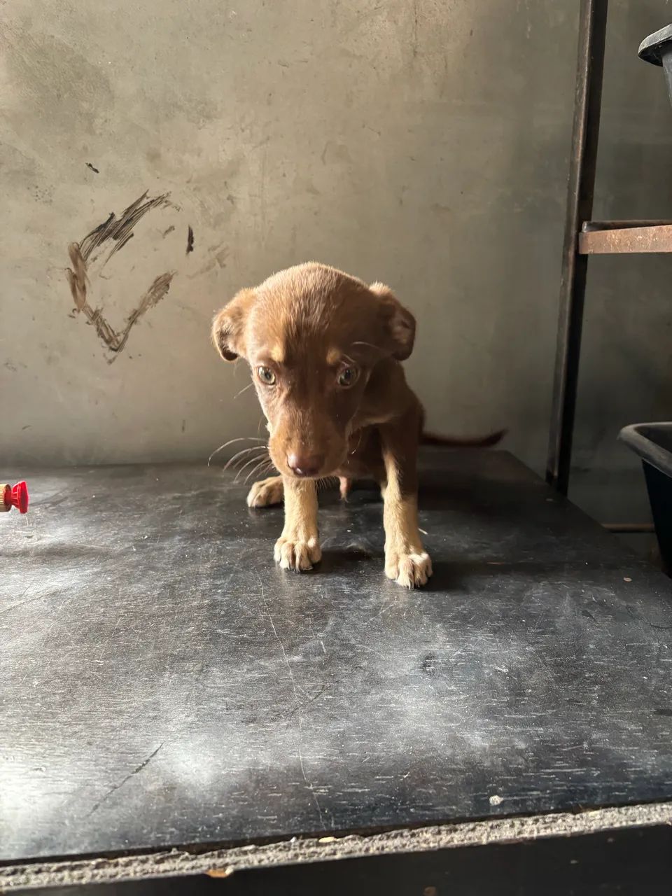 Doação de cachorro macho  - Foto 4