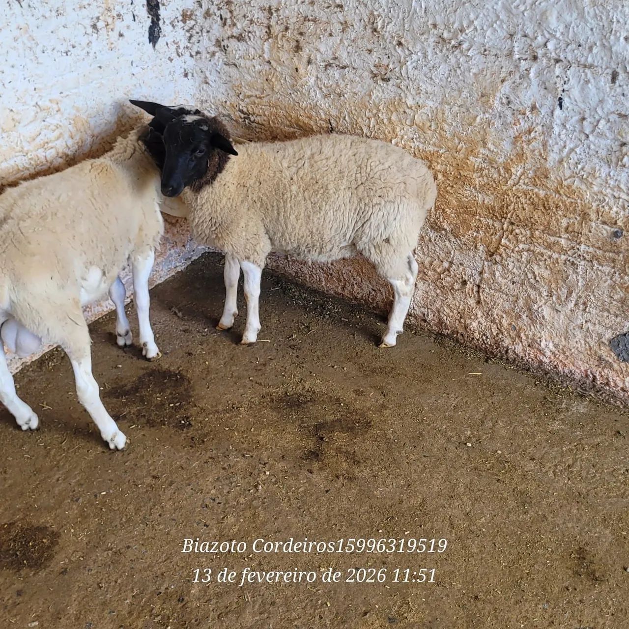 Cordeiros machos Dorper  - Foto 4