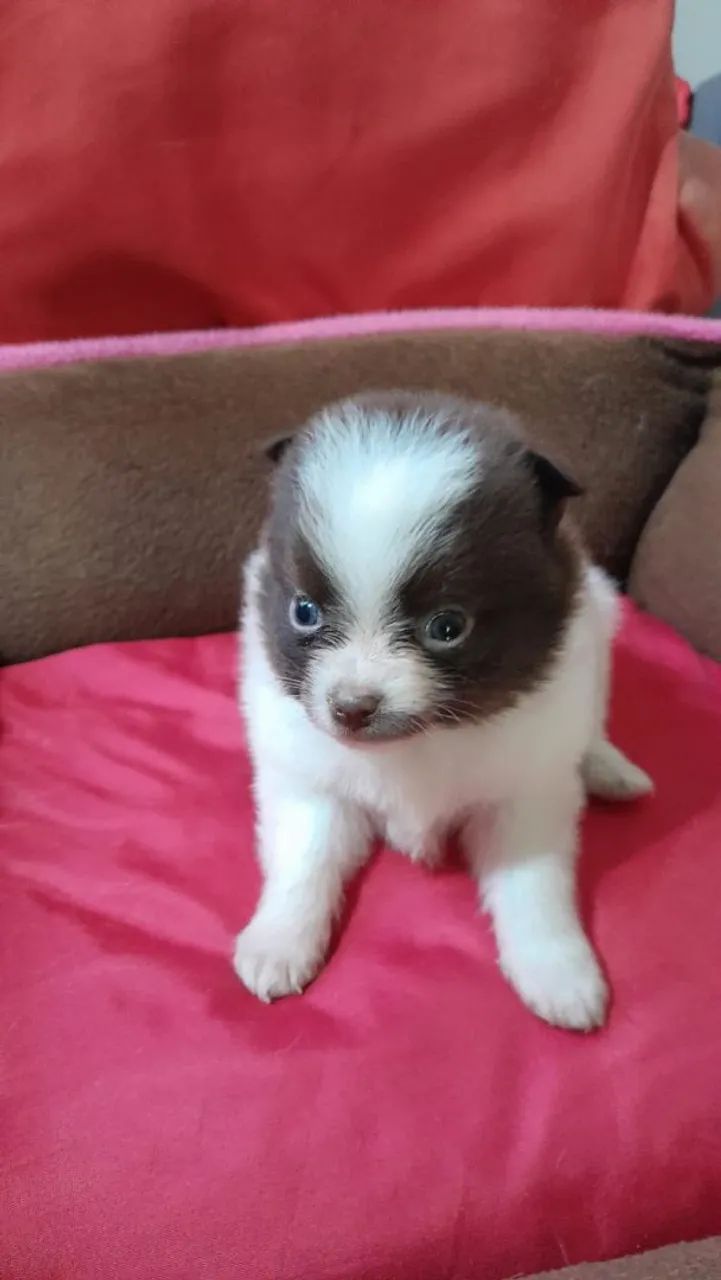 Spitz Alemão anão com 2 vacinas importada  - Foto 5