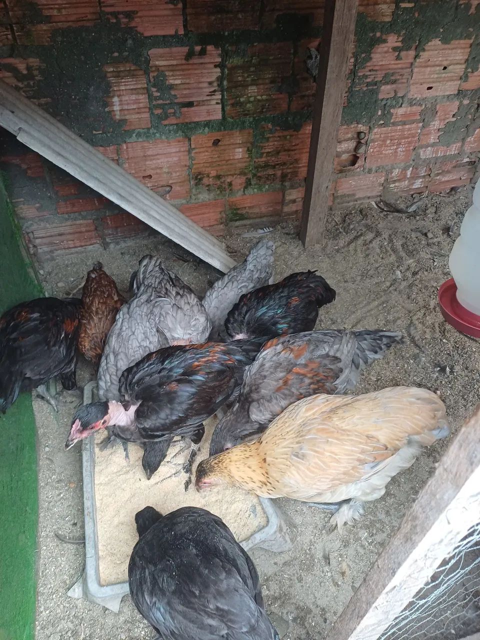 Galinhas