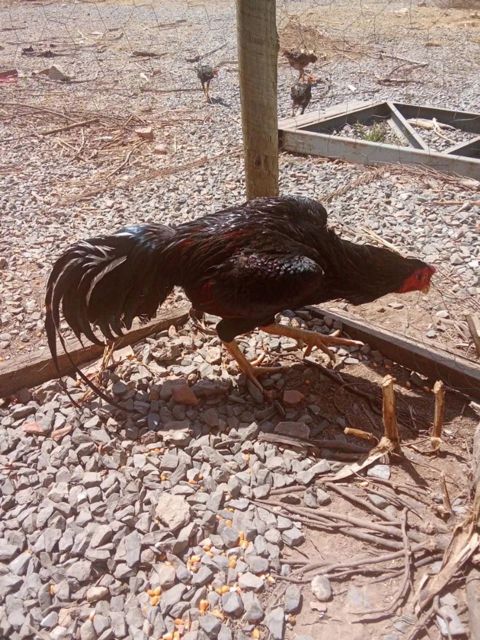 Vende se galo