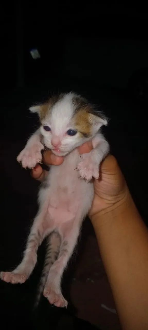 Gatinhos para adoção  - Foto 3