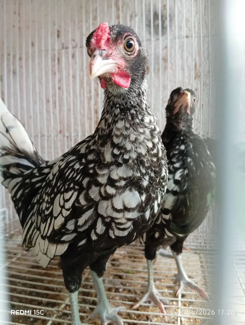 Galinha Sebright Prateada  - Foto 2