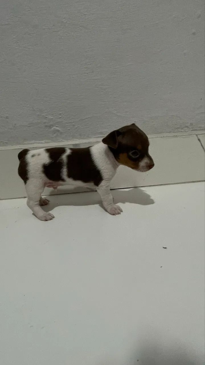 Filhote Pinscher macho - Foto 2