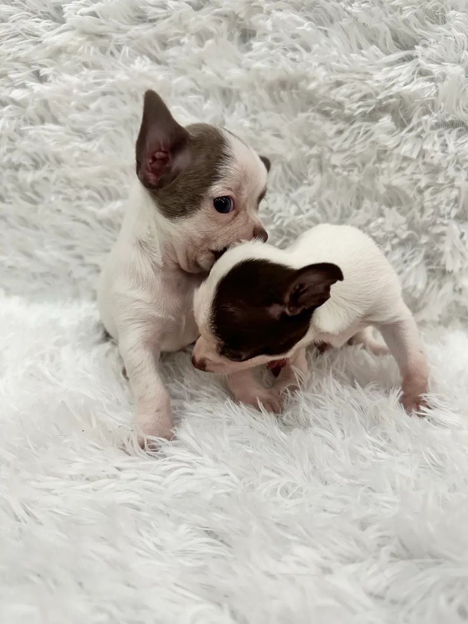 Chihuahua macho pelo curto 2.000 - Foto 5