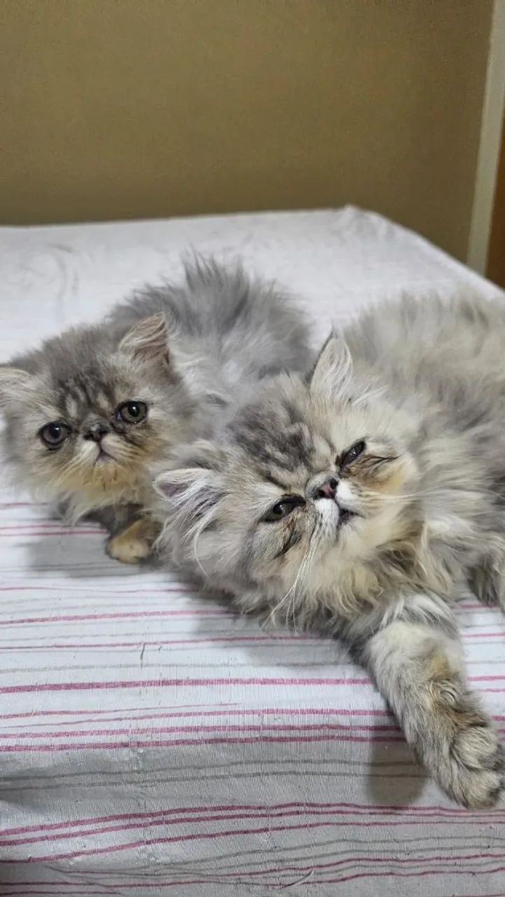 Gatinhos persa  - Foto 4